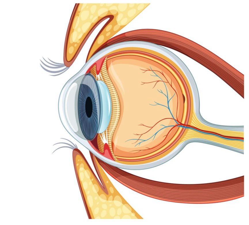 Göz Nedir ve Göz Anatomisi Nasıldır?